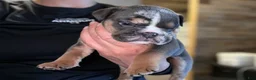 English Bulldog dogs for sale: Versace - Ad 31