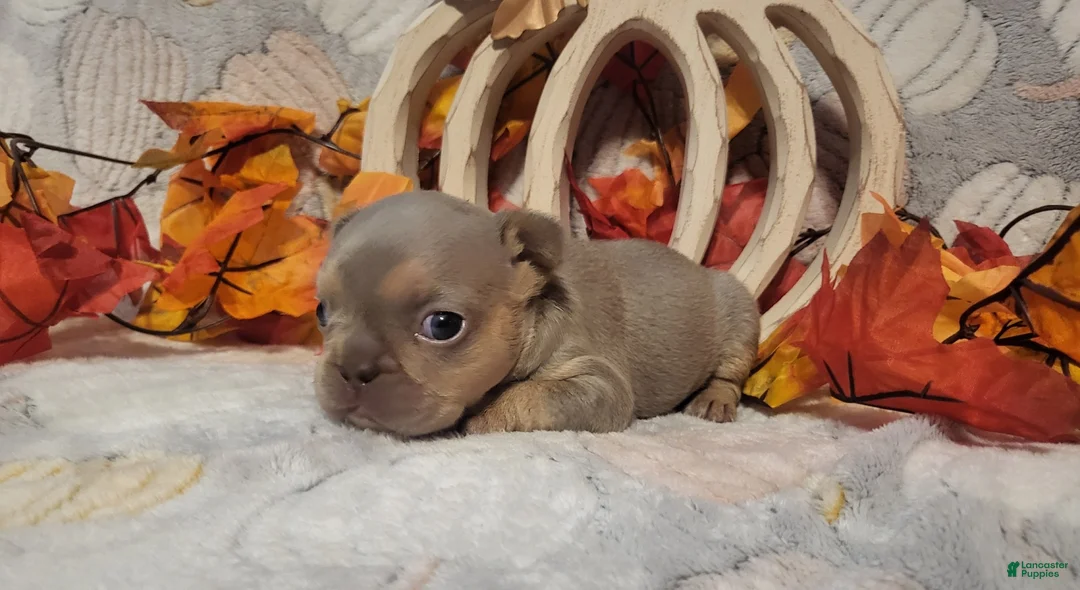 Gallery Image {{count}}