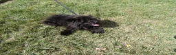 Pomapoo dogs for sale: Pomapoo 2 Mars - Ad 2