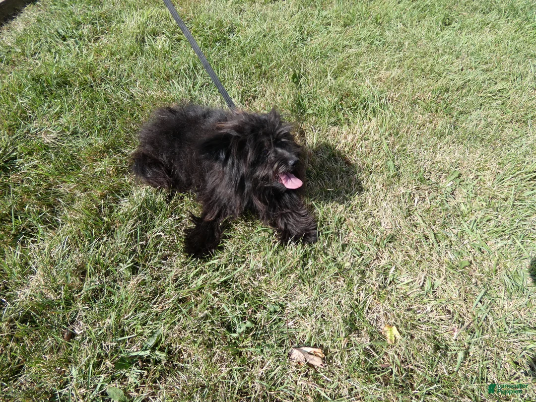 Pomapoo dogs for sale: Pomapoo 2 Mars - Ad 2