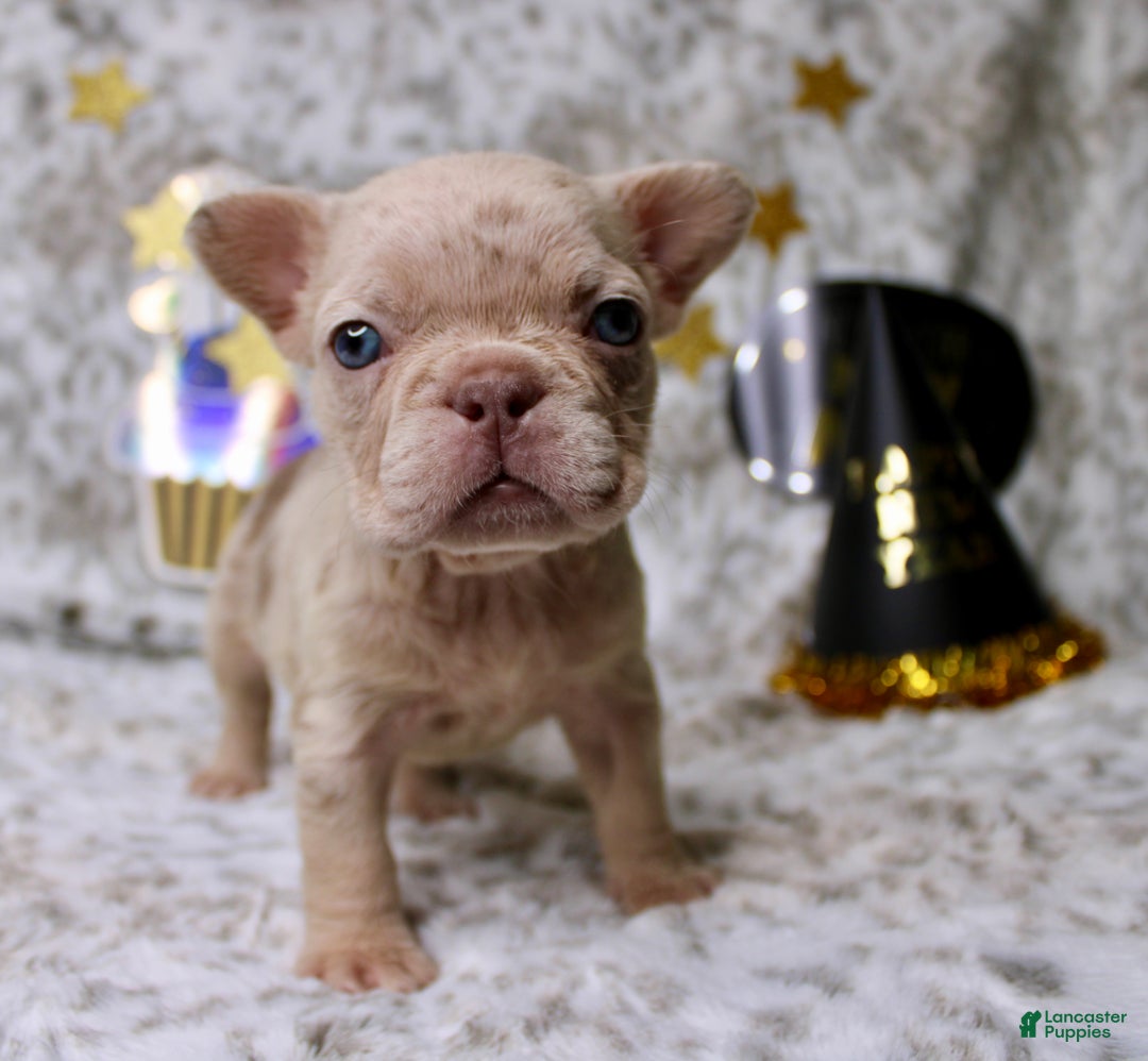French Bulldog dogs for sale: Molly - Ad 2