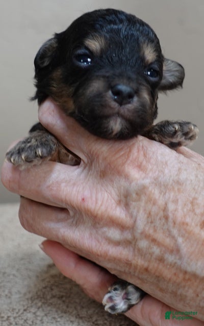 Maltipoo dogs Zircon - Ad 8