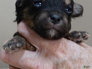 Maltipoo dogs Zircon - Ad 8