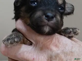 Maltipoo dogs Zircon - Ad 5