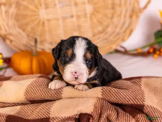 Bernedoodle dogs Gomer - Ad 1