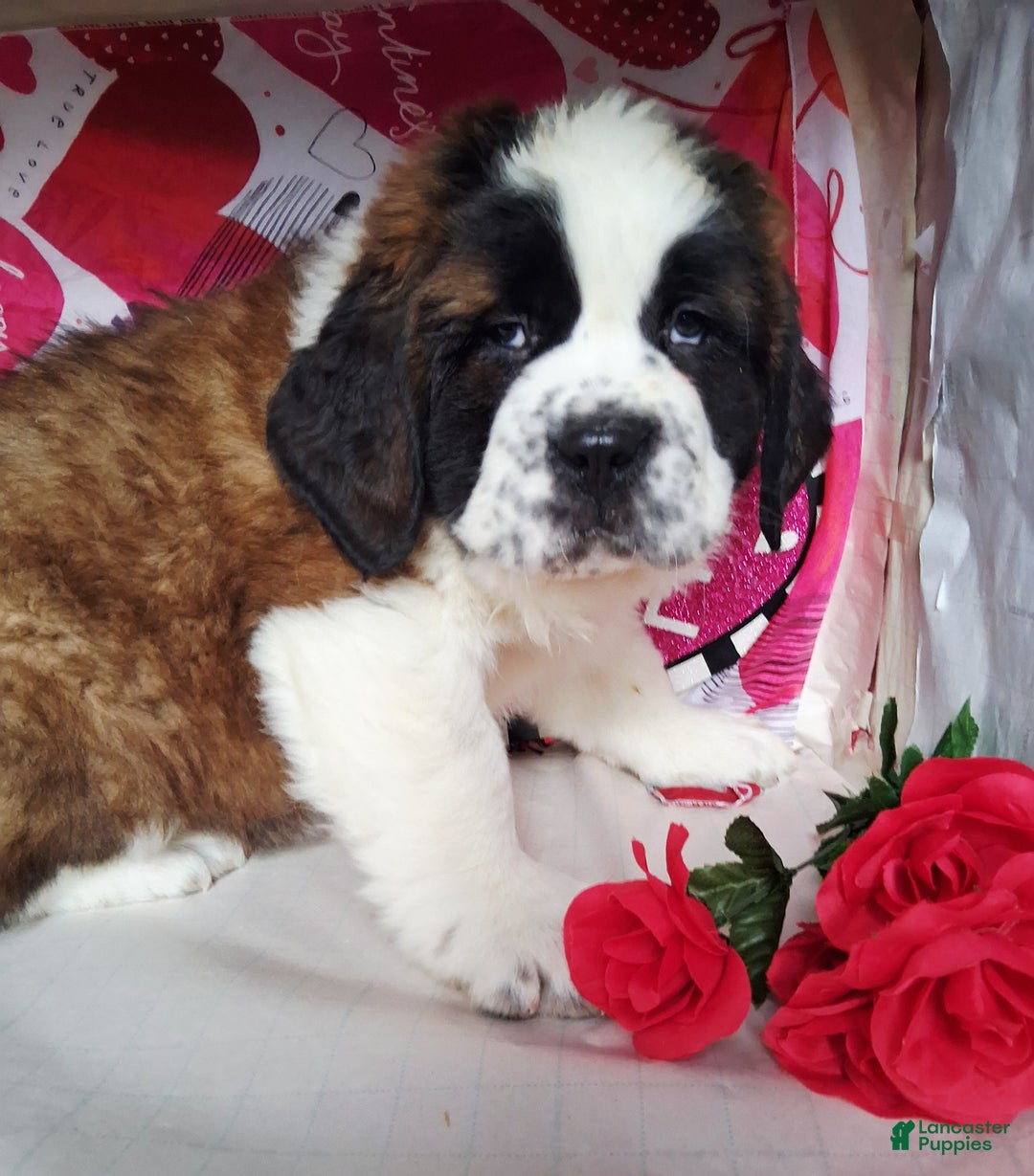 Saint Bernard dogs for sale: Max - Ad 7