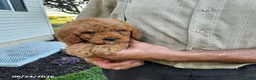 Mini Goldendoodle dogs for sale: Rachel - Ad 5