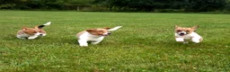 Mixed Breed dogs for sale: Callisto - Ad 6