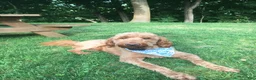 Goldendoodle dogs for stud: Stud F1 Red Goldendoodle - Ad 10