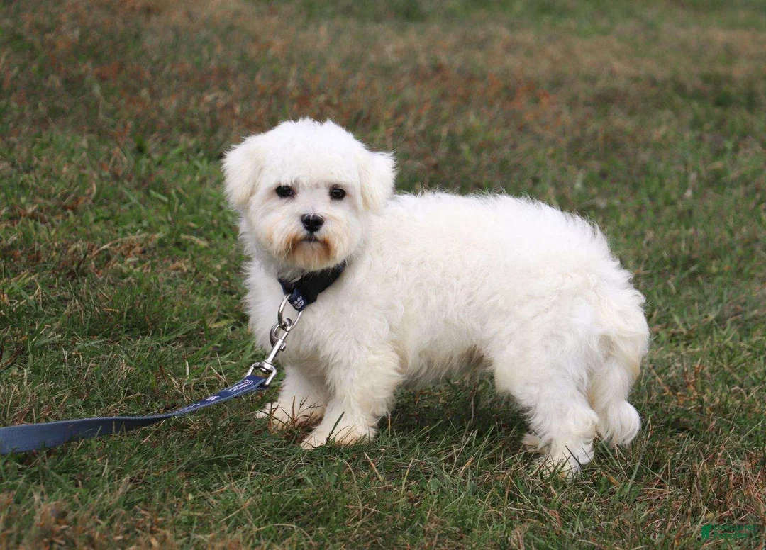 Maltipoo dogs for sale: Dexter  - Ad 20