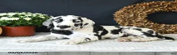 Great Dane dogs for sale: Chase - Ad 3