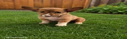 Mixed Breed dogs for sale: Cuddles - Ad 4