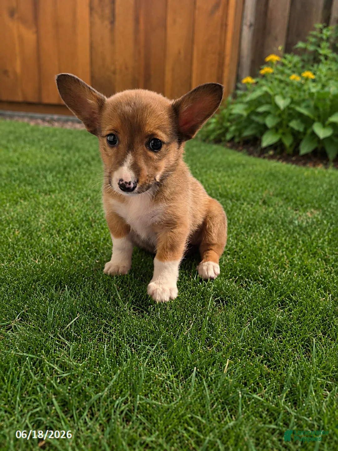 Mixed Breed dogs for sale: Cuddles - Ad 4