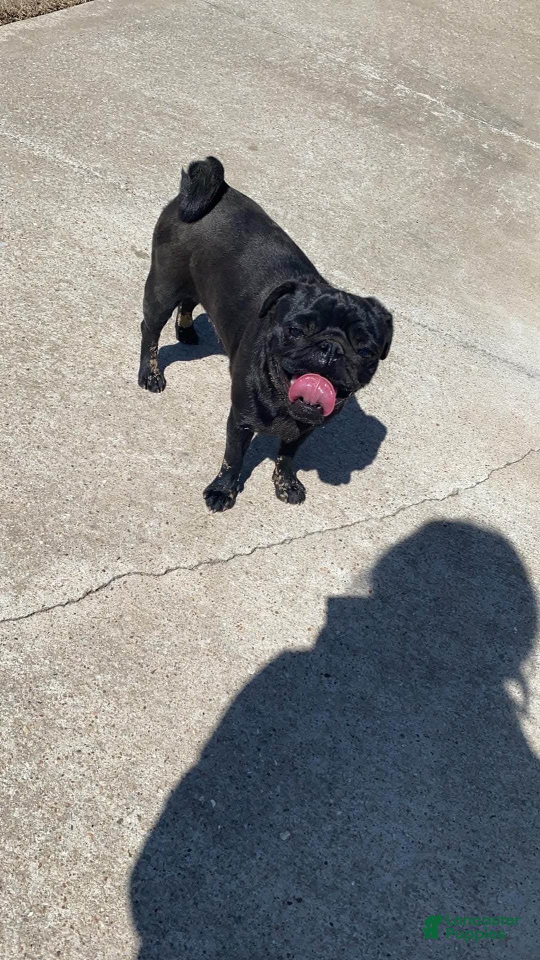 Pug dogs for sale: Layla - Ad 3