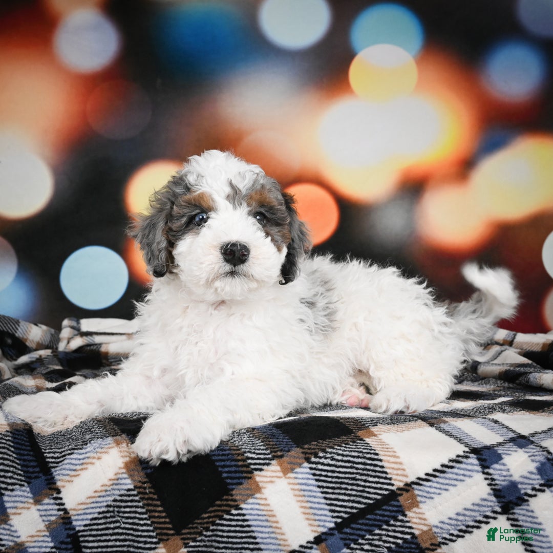 Bernedoodle dogs for sale: Maverick - Ad 5