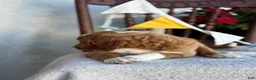Goldendoodle dogs for sale: Corrie - Ad 9