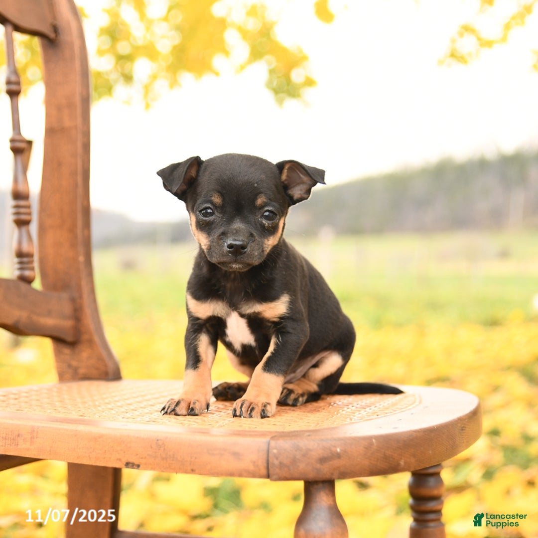 Chihuahua dogs for sale: Felix - Ad 1