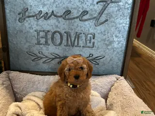 Mini Goldendoodle dogs Minnie - Ad 6