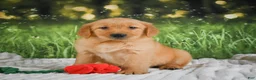 Golden Retriever dogs for sale: Sadie - Ad 8