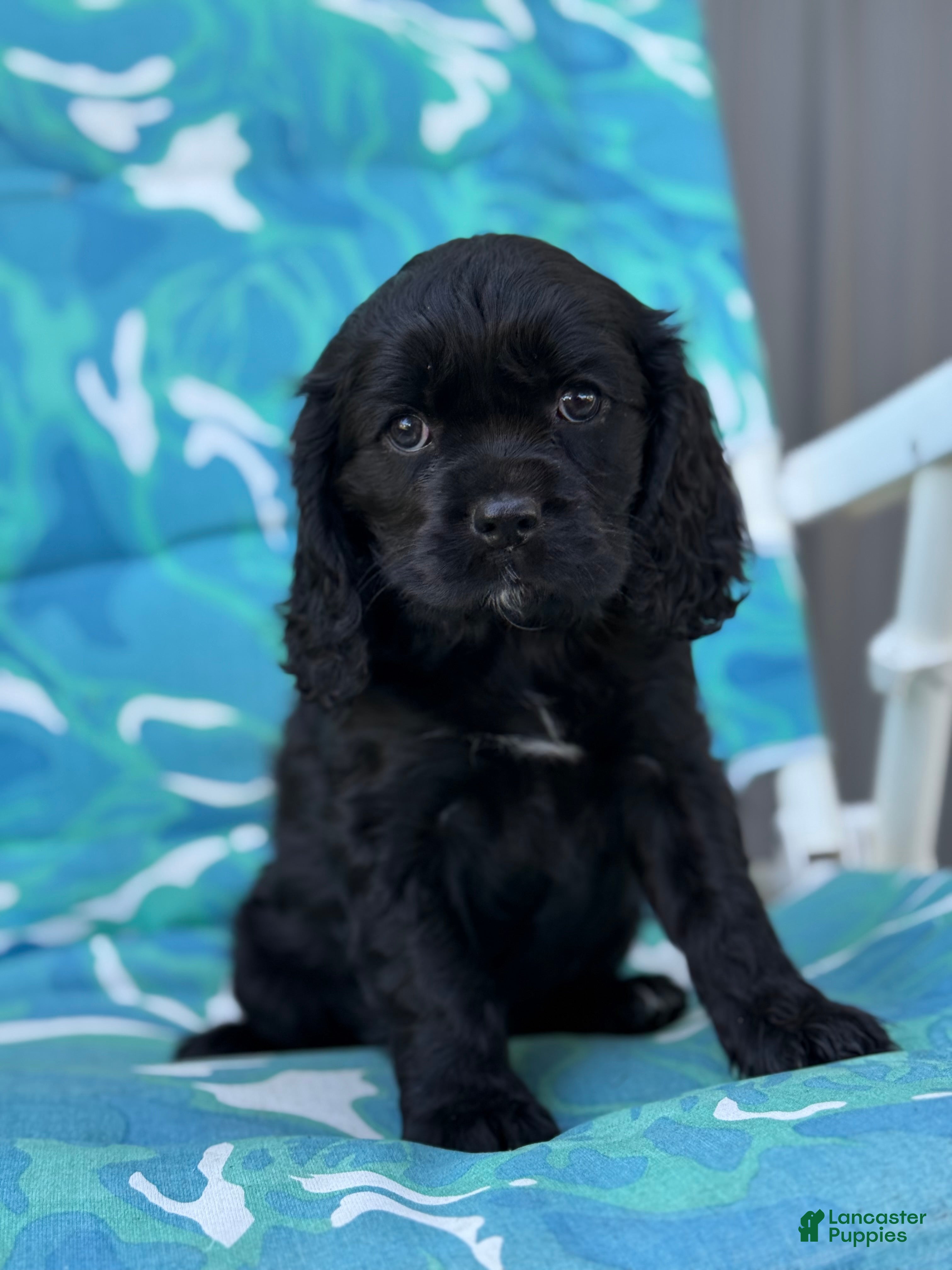 Cocker Spaniel Puppy King Charles Chihuahua Mix For Sale Cavalier