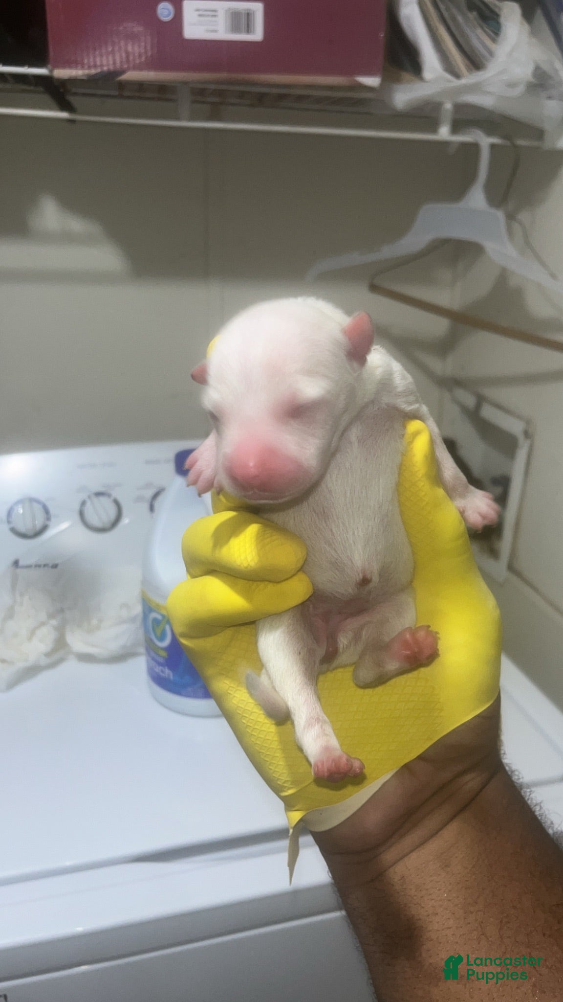 American Pit Bull Terrier dogs American Pit Bull Terrier 10 - Ad 11