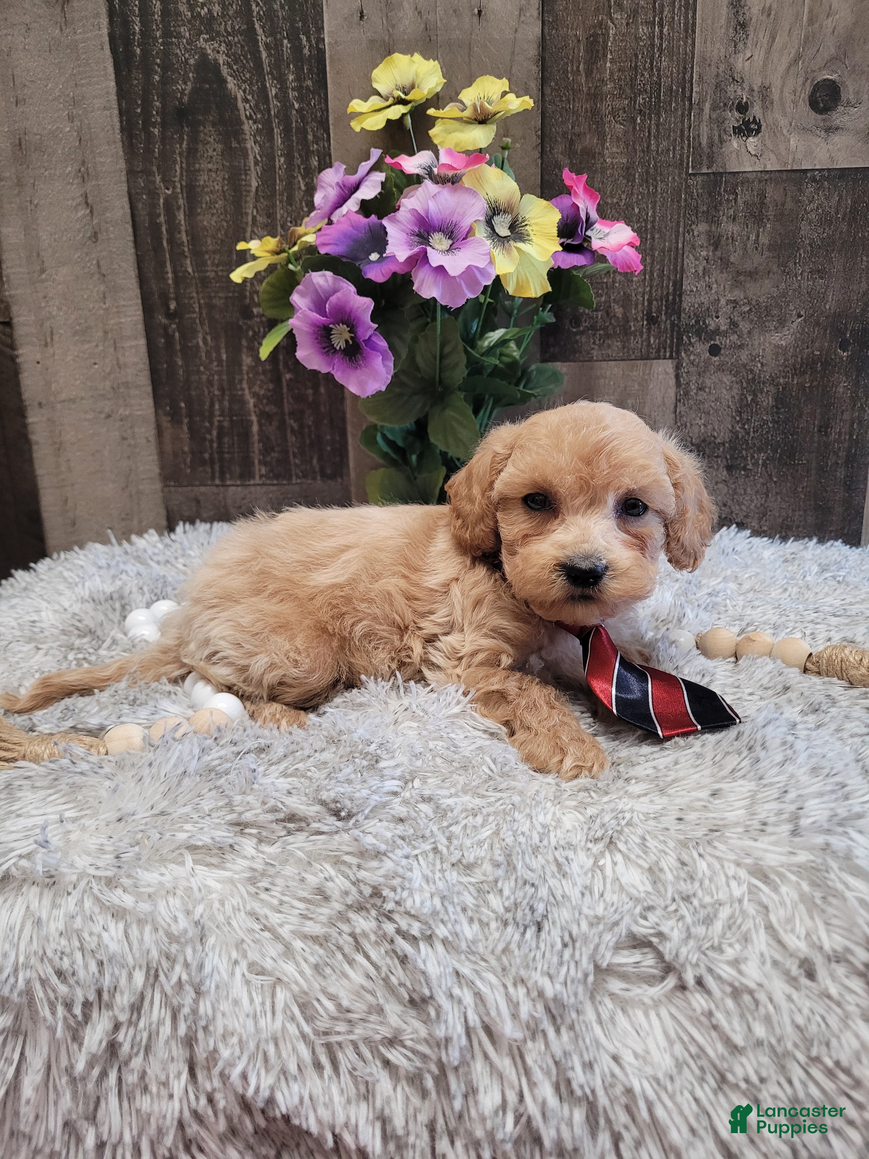 Mixed Breed dogs Hendrix - Ad 2