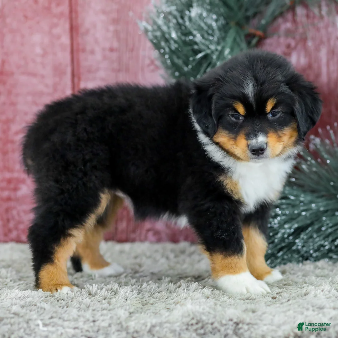 Miniature Australian Shepherd dogs for sale: Caroline - Ad 5