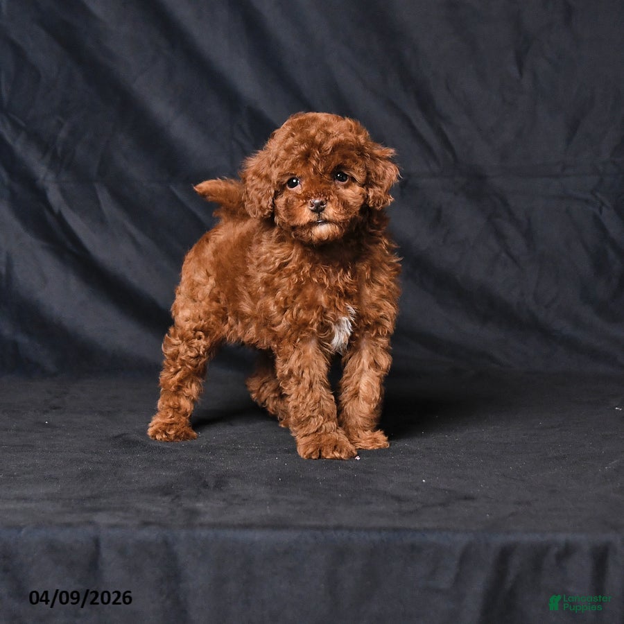 Toy Poodle dogs Whisper - Ad 1