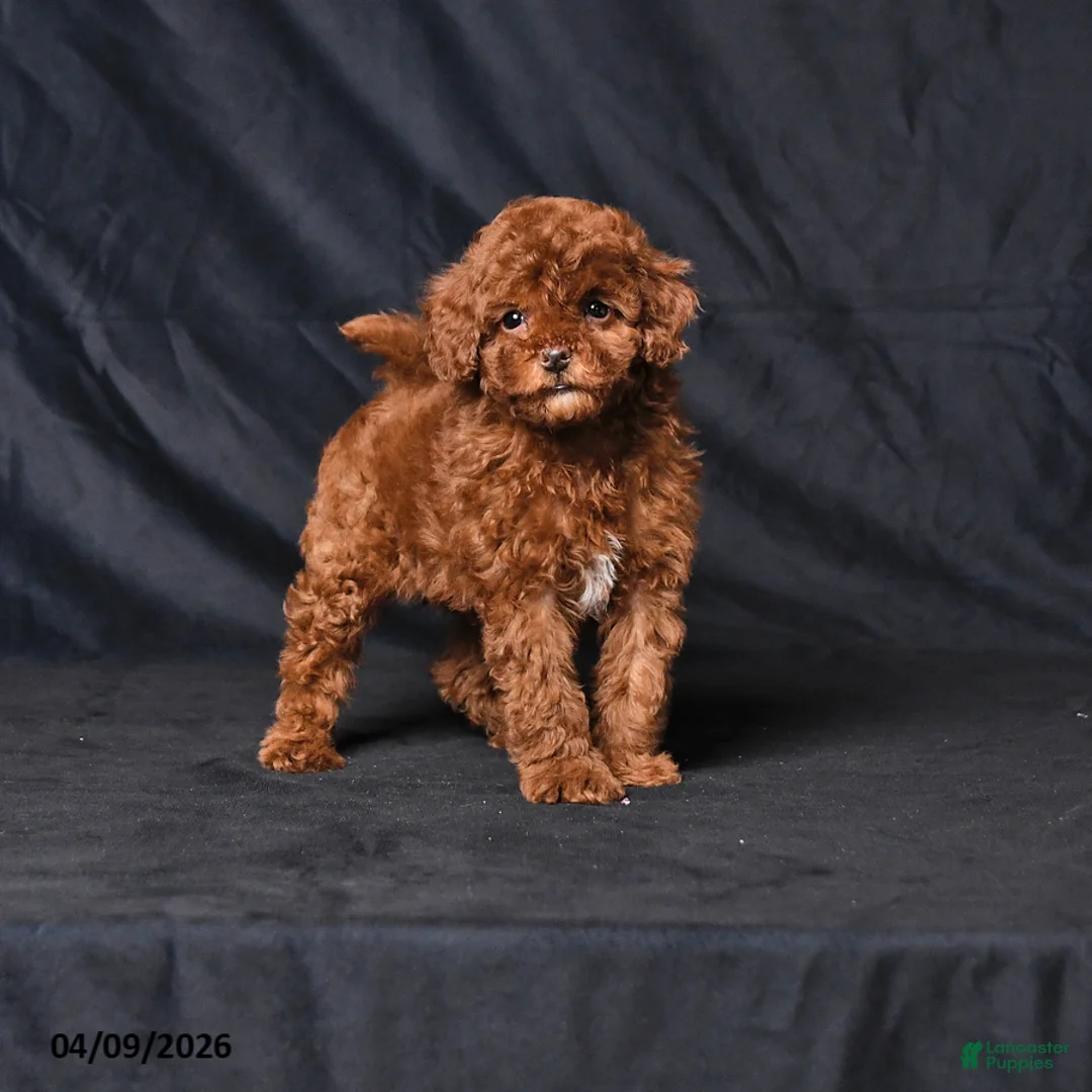 Toy Poodle dogs for sale: Whisper - Ad 1