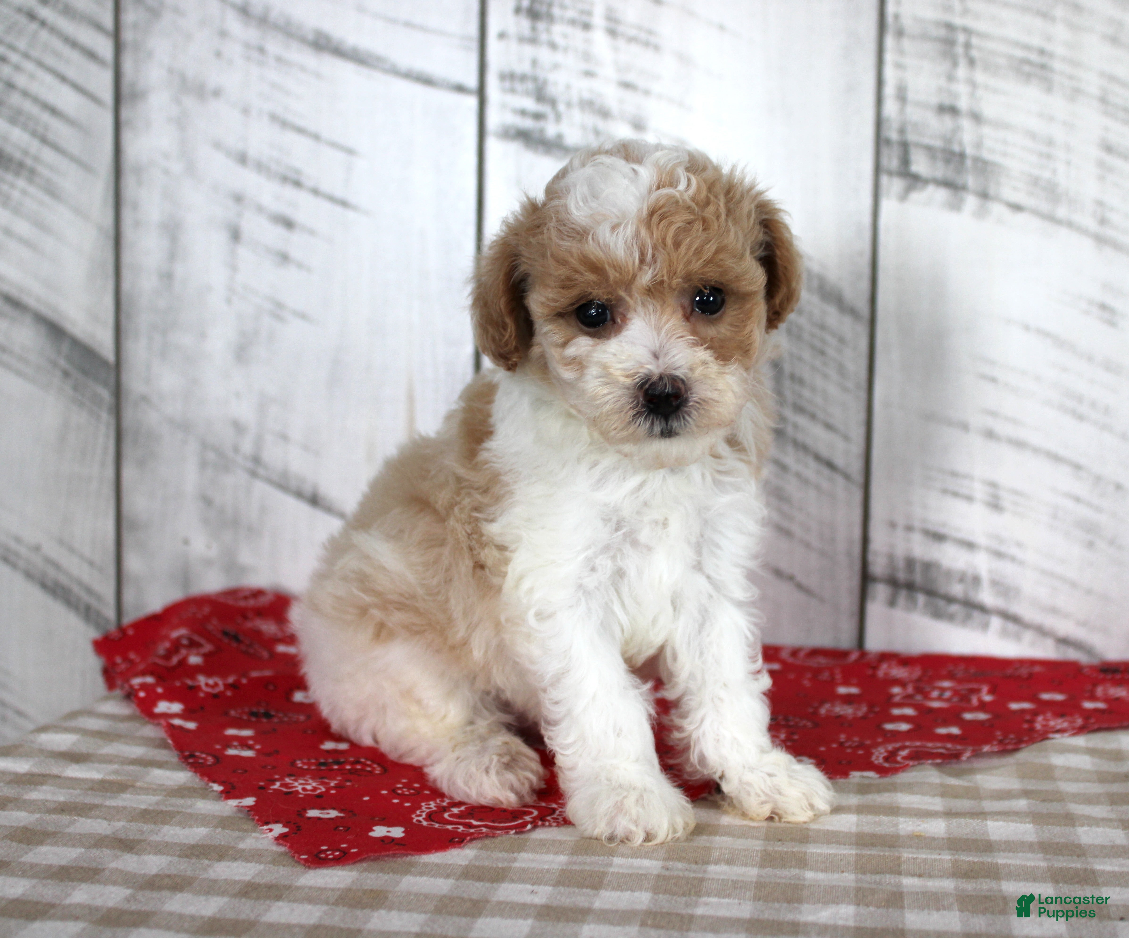 Toy Poodle dogs Jip - Ad 20