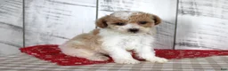 Toy Poodle dogs for sale: Jip - Ad 1