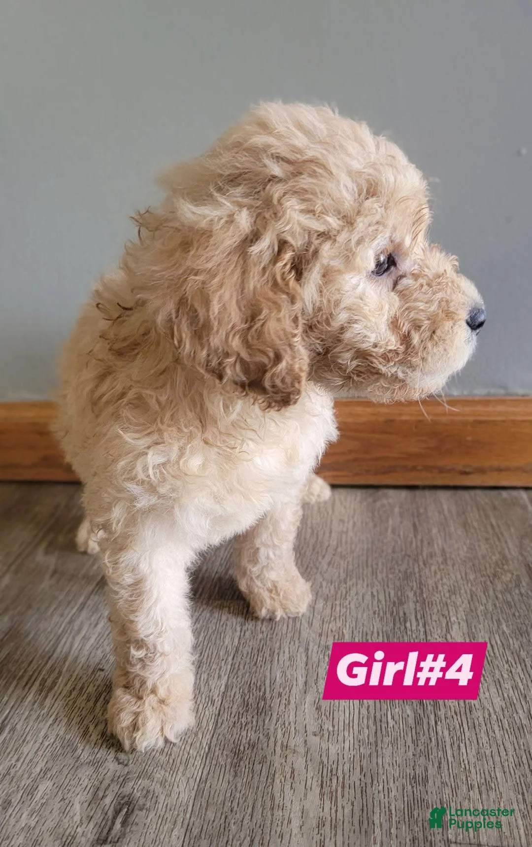 Double Doodle dogs for sale: Double Doodle Puppy 8 - Ad 2