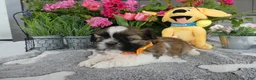 Shih Tzu dogs for sale: Shih Tzu 1 Tidas - Ad 2
