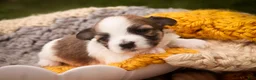 Havanese dogs for sale: Penelope Havanese  - Ad 4