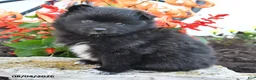 Pomeranian dogs for sale: Porter - Ad 2