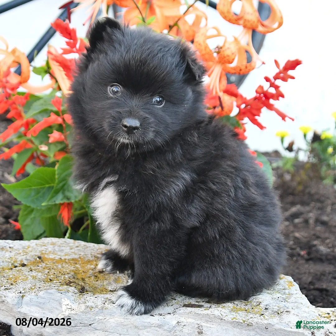 Pomeranian dogs for sale: Porter - Ad 2