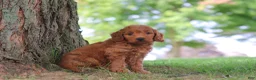 Mini Goldendoodle dogs for sale: Gomez - Ad 4