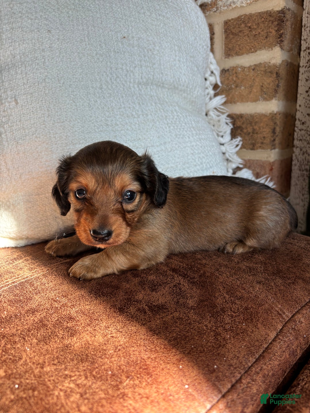 Dachshund dogs for sale: Robyn - Ad 4