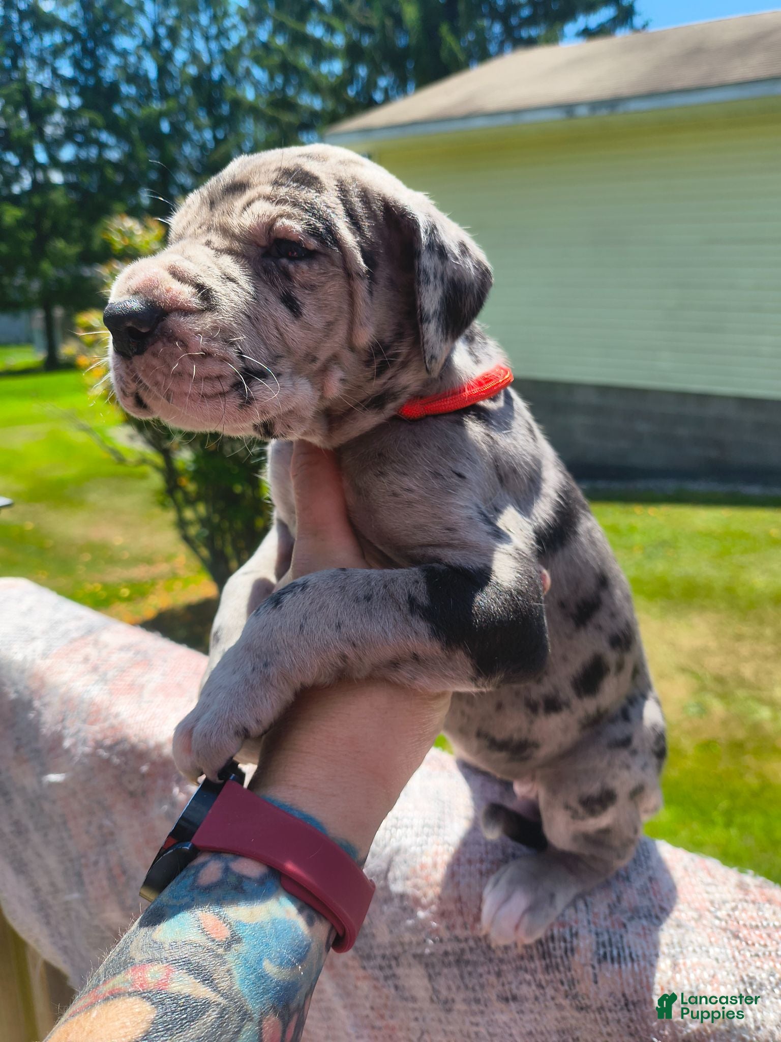 Great Dane dogs Adeline - Ad 40