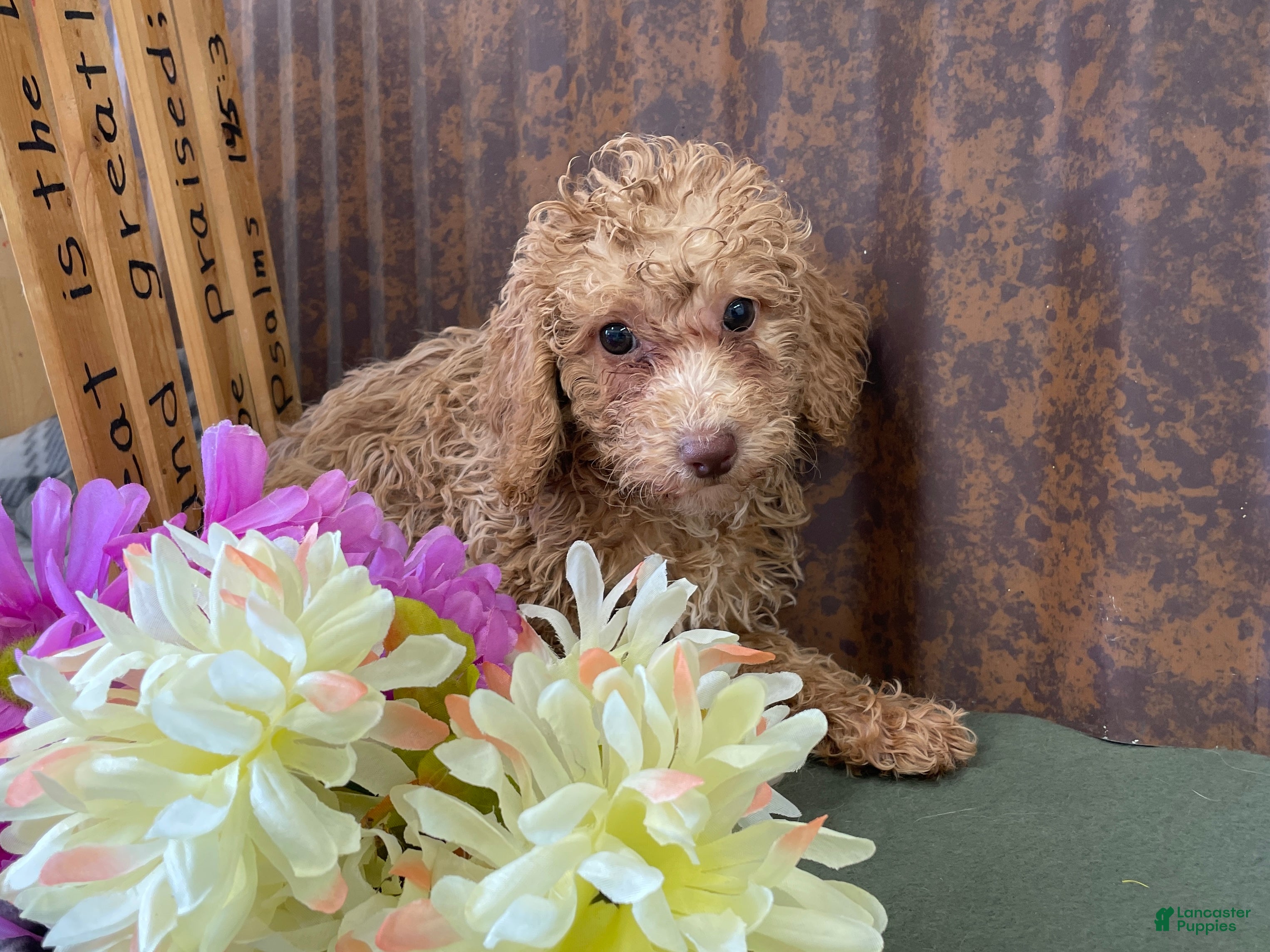 Mini Goldendoodle dogs for sale: Gracie  - Ad 3