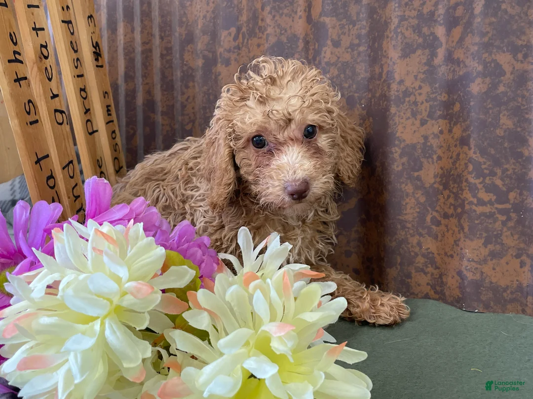 Mini Goldendoodle dogs for sale: Gracie  - Ad 1