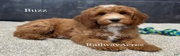 Mixed Breed dogs for sale: Buzz - Ad 1