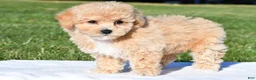 Bichpoo dogs for sale: mila - Ad 3