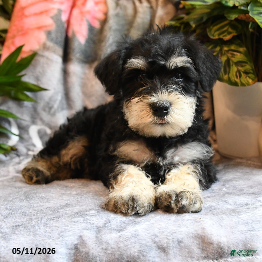 Miniature Schnauzer dogs Max - Ad 2