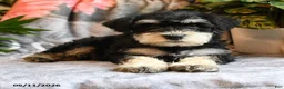 Miniature Schnauzer dogs for sale: Max - Ad 2