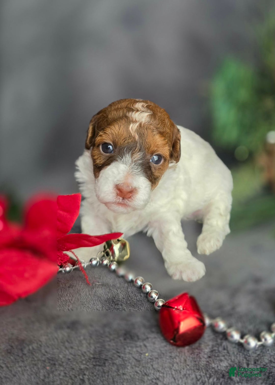 Havapoo dogs for sale: Ledger - Ad 3