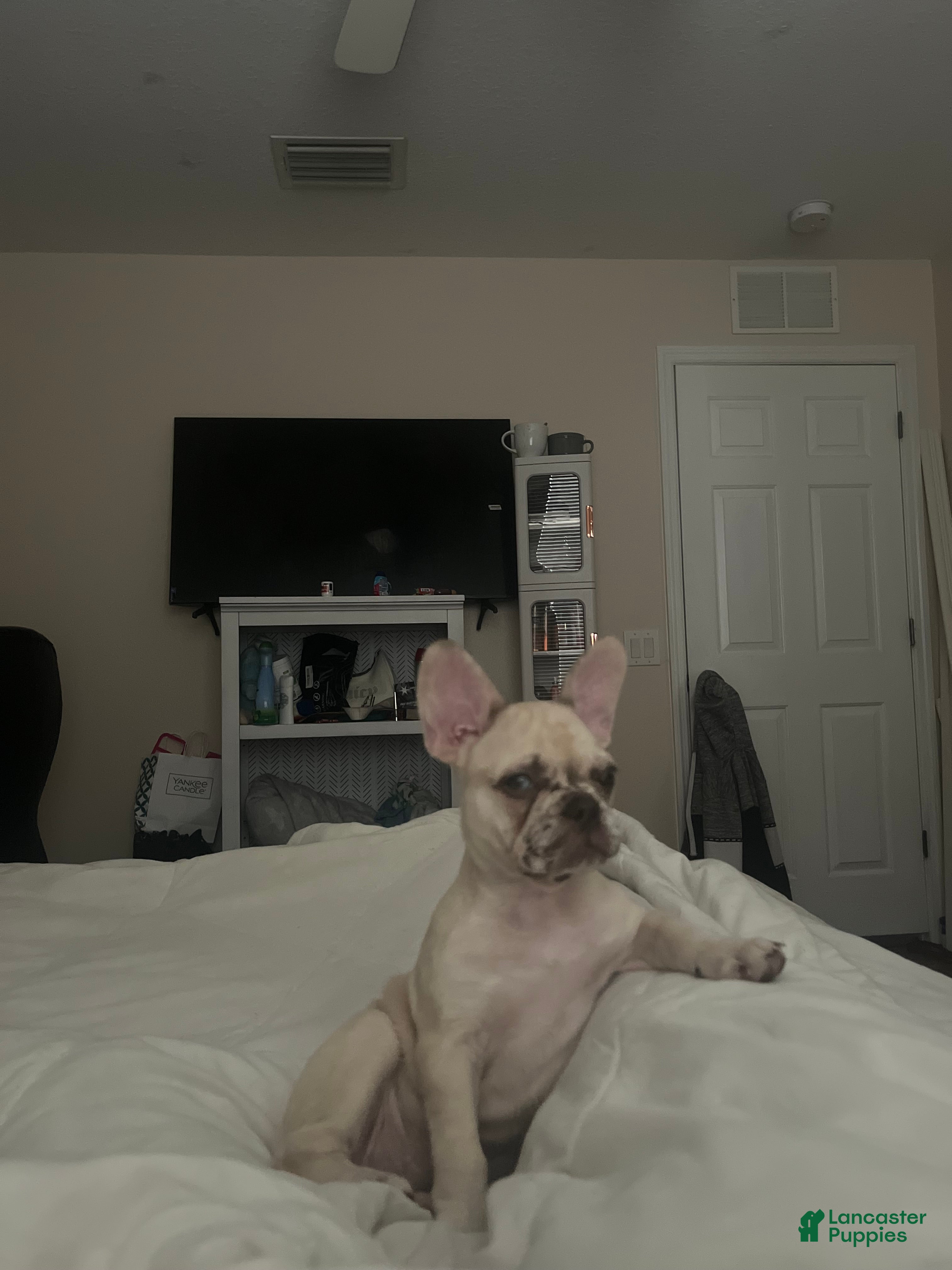 French Bulldog dogs Cinnamon  - Ad 2