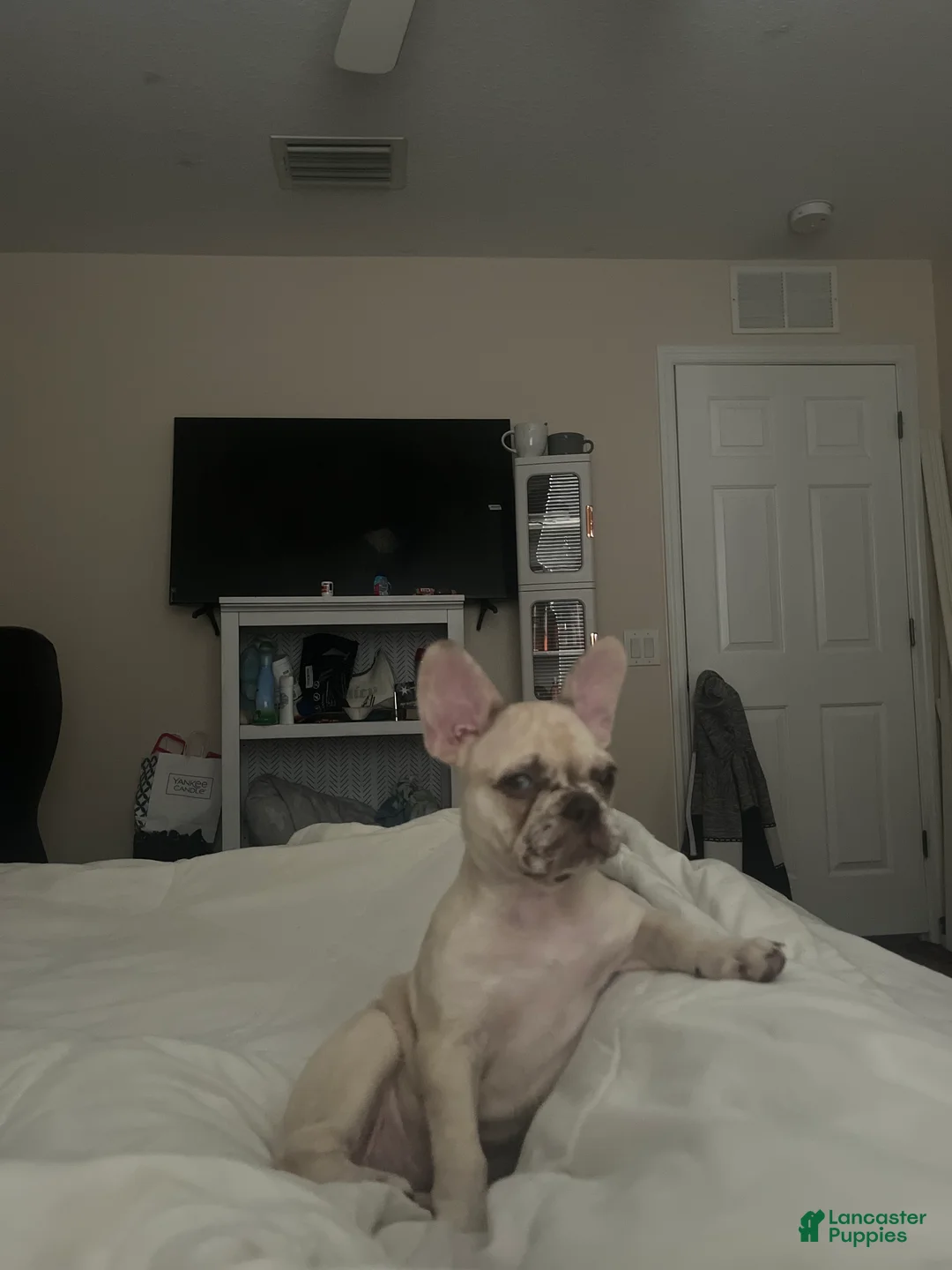 French Bulldog dogs for sale: Cinnamon  - Ad 2