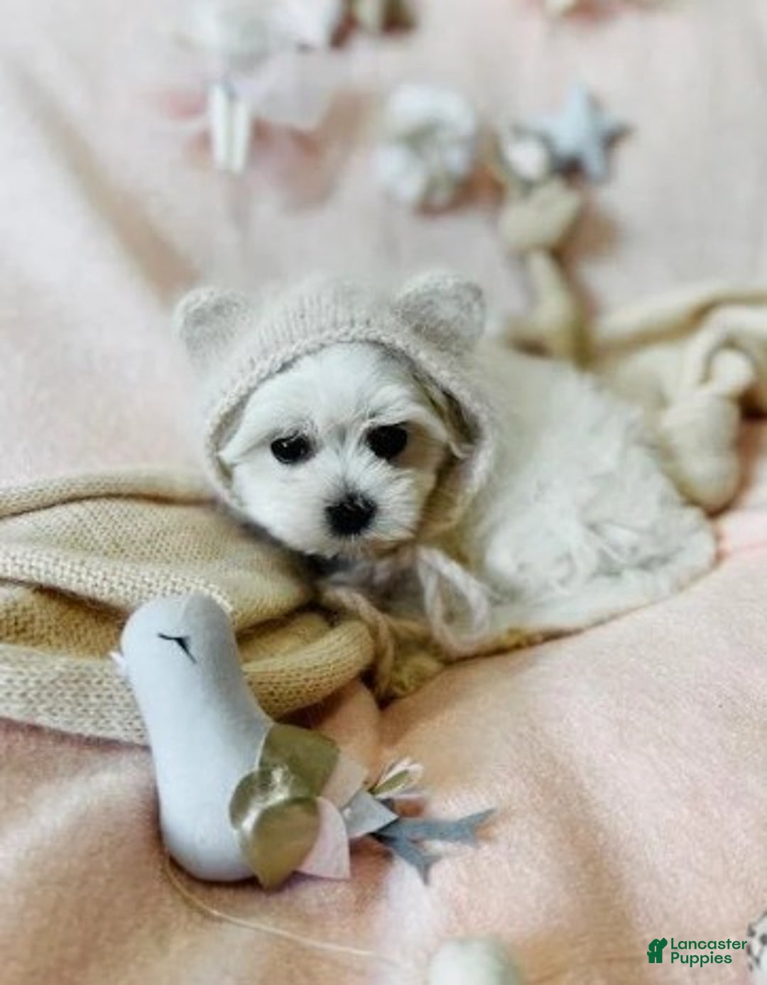 Maltese dogs for sale: Teacup Maltese Puppy  - Ad 2