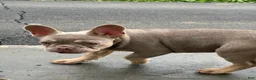 French Bulldog dogs for sale: Hera - Ad 11